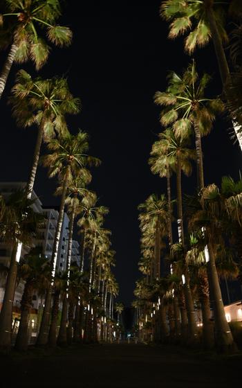 Zushi Marina palm trees at night